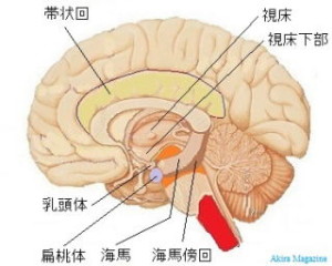 limbic_system-top-img001