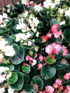 83740417_3002117353229183_3521502768204171558_n (1)